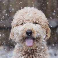 Happy Dog