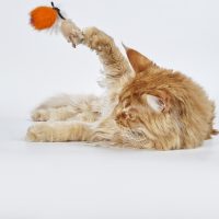 Playing cat