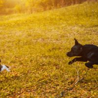 dog chasing cat